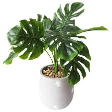 Jual Stera Tanaman Monstera Palsu Sintetis Artifisial Pot Daun Murah Besar Tanaman Artifisial Vas Dengan Harga Rp 229 000 Dari Toko On Menanam Tanaman Daun