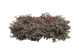 Image result for Excoecaria bussei