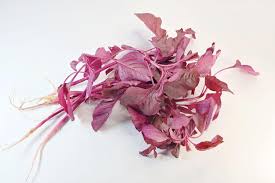 Image result for Amaranthus dubius