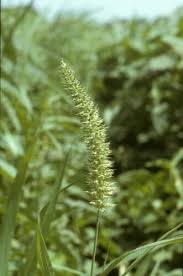 Image result for Setaria verticillata