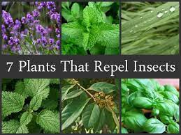 7 Plants That Repel Insects Insect Repellent Plants Mosquito Repelling Plants Plants That Repel Flies