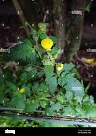Image result for Calceolaria tripartita