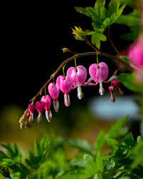 Lauzta Sirds Bleeding Heart Flower Bleeding Hearts Bleeding Heart