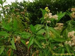 Image result for Psiadia punctulata