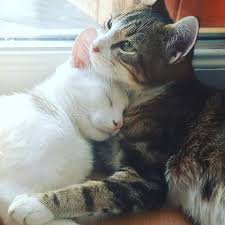 Love Is Beautiful Cic Cat In Comfort Beautifultiere Beautifulanimals Funnyanimals Funn Sevimli Hayvan Yavrulari Sevimli Kediler Sevimli Kedi Yavrulari