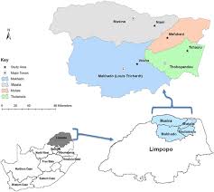 Image result for Conostomium gazense