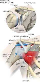 Shoulder anatomy diagrams are already made use of since historical moments, but. Anatomy Of The Shoulder Central Coast Orthopedic Medical Group