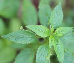 Image result for Erythrococca atrovirens