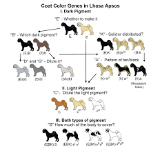 Coat Color Genetics In Lhasa Apsos Lhasa Lhasa Apso Genetics