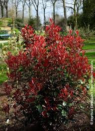 Photinia X Fraseri Carre Rouge Minier Solution Pro Kubelpflanzen Pflanzen Gartenerde