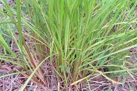 Image result for Hyparrhenia figariana