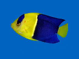 Bicolor Angelfish Centropyge Bicolor Tropical Fish Fish Angel Fish