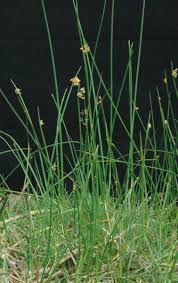 Image result for Schoenoplectus scirpoides