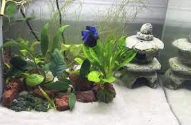 Bettabigboi Betta Aquarium Setup With White Sand Betta Fish Tank Betta Fish Care Betta Fish