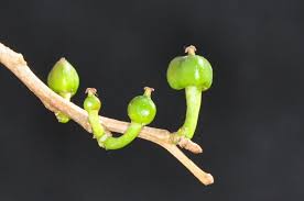 Image result for Spirostachys africana