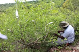 Image result for Brackenridgea zanguebarica