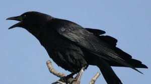 Burung ini dikenal sebagai predator di alam liar. Hati Hati Arti Mimpi Mendengar Suara Burung Gagak Pertanda Ada Sebuah Kabar Buruk Yang Menghampiri Tribun Batam
