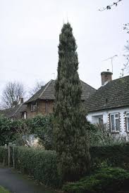 Maybe you would like to learn more about one of these? Juniperus Scopulorum Skyrocket Rocky Mountain Juniper Skyrocket Rhs Gardening