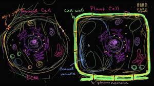 Plant and animal cell khan academy. Structure Of A Cell Biology Library Science Khan Academy