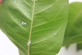Image result for Mealybug cucumber