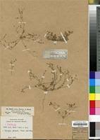 Image result for Polycarpaea prostratum