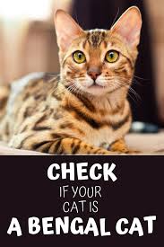 Is Your Cat A Bengal Cat Bengal Cat Asian Leopard Cat Leopard Cat