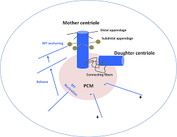 Centrosome structure and function in animal cell. Centrosome Structure Centrosome Contains Mc And Daughter Centriole Download Scientific Diagram