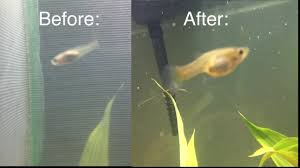 How To Speed Up Guppy Fry Growth