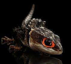 Always Wanted One Of These Reptiles Red Eyed Crocodile Skink Crocodile Skink Crocodile Eyes