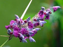 marantaceae 竹芋科 water canna thalia dealbata 水竹芋 再力花 plants flowers air