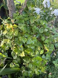Image result for Cissus alata