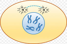 Interphase is an integral part of the cell cycle that prepares a cell for mitosis by producing proteins and duplicating chromosomes. Prophase Interphase Cell Cycle Chromosome Chromatin Png 1427x955px Prophase Anaphase Animal Area Cell Download Free