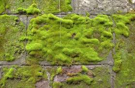 Eliminer La Mousse De La Terrasse Galipoli Fabrique Moss Garden Garden Projects Types Of Moss