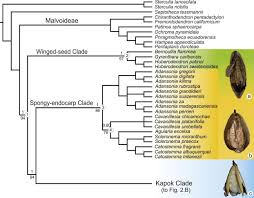 Image result for Malvaceae subfamily Bombacoideae