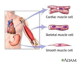 Male muscular system, full anatomical body diagram with muscle scheme, vector illustration educational poster. 6 Cool Things About Muscles You Probably Didn T Know Sarah S Simple Health Types Of Muscles Muscular System Muscle System