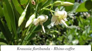 Image result for Kraussia floribunda