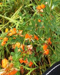 Image result for Eriosema burkei