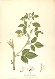 Image result for Cyamopsis tetragonoloba