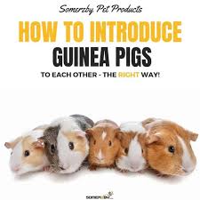 The guinea pig is a bit harder to make out. How To Introduce Guinea Pigs To Each Other