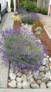River Rock Landscape And Lavender Bush Landscaping Idea River Rocks Lavender Rock Garden Landscaping River Rock Landscaping Landscaping With Rocks