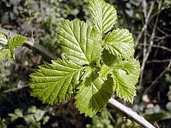 Image result for Rubus adolfi-friederici