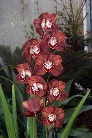 Cymbidium Flaming Comet Brownie Orchideen Blumen