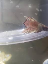 Picked Up An Elephant Ear Boy With Some Fin Rot Hoping He Pulls Through Bettafish