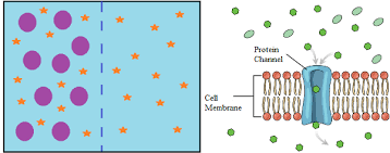 Cellulose microfibrils are embedded in matrix. Impermeable Membrane Definition Explanation Video Lesson Transcript Study Com
