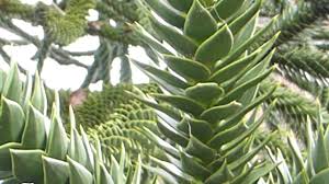 Andentanne an selbstabholer nach rücksprache abzugeben. Keperitan Monyet Araucaria Araucana Menanam Dan Merawat Berkebun 2021