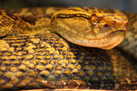 Pin On Reptiles