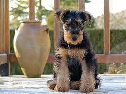 Small Airedale Terrier Puppies Airedale Terrier Puppies Airedale Terrier Puppies