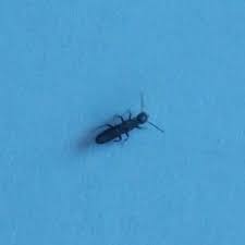 We create the perfect environment when we build our neighborhoods. Pin On How To Identify Termites