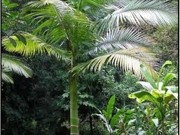 Image result for Acanthophoenix rubra