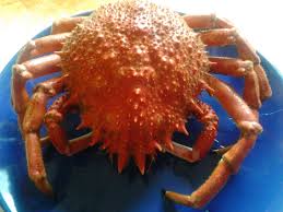 Araignee De Mer Crabe Recette Et Temps De Cuisson Recettes Cuisine France Araignee De Mer Fruits De Mer Crabe